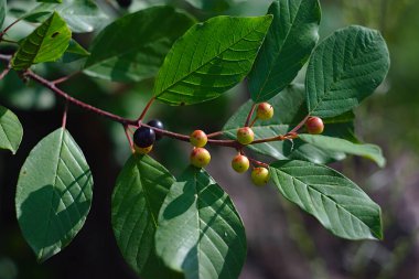 Yeşil yapraklı bir dalda olgunlaşmamış böğürtlen
