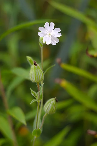 Delicato Fiore Bianco Gambo Con Boccioli — Foto Stock