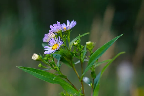 Delicate Blue Flowers Middle Summer — Stock Photo, Image