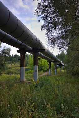 Şehrin dışındaki bir orman parkındaki boru hattı.