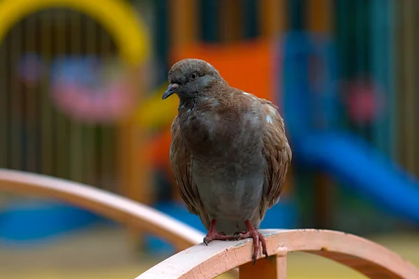 Eine Rote Taube Auf Dem Metallzaun Des Spielplatzes — Stockfoto