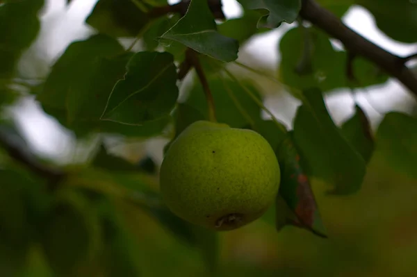 Poires Sur Une Branche Par Matin Été Couvert — Photo