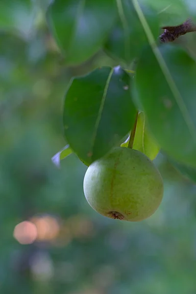 夏日阴暗的早晨 枝头上的梨子 — 图库照片