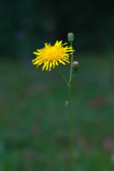 Bright Yellow Flower Thin Stem — Stock Photo, Image