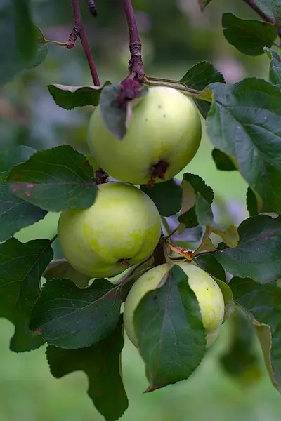 Pommes Sur Une Branche Par Matin Été Nuageux — Photo