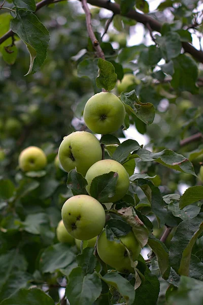 Pommes Sur Une Branche Par Matin Été Nuageux — Photo