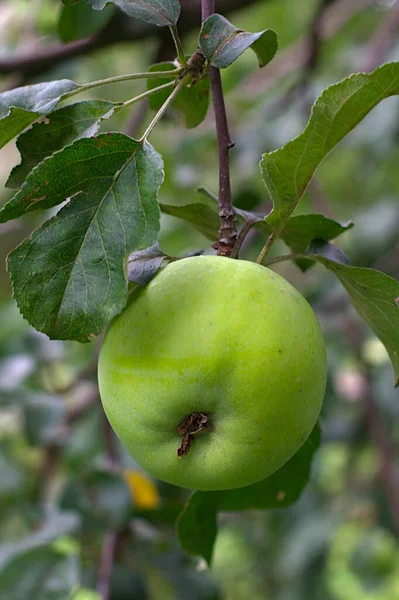 Яблоки Ветке Облачным Летним Утром — стоковое фото