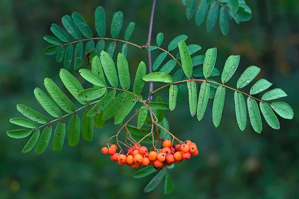 Bund Heller Vogelbeeren Auf Einem Zweig — Stockfoto