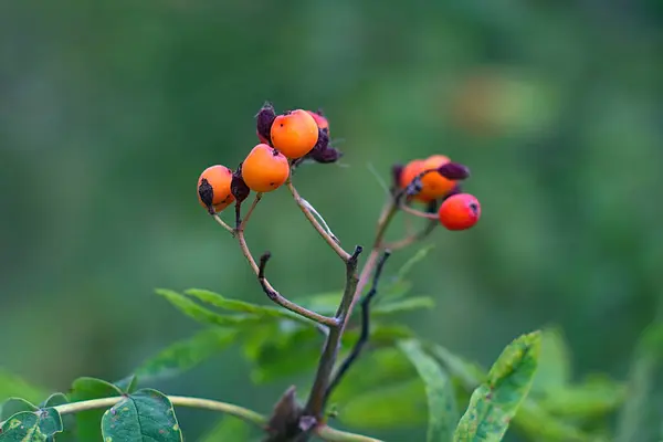 Bund Heller Vogelbeeren Auf Einem Zweig — Stockfoto