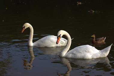 Şehir parkındaki gölette beyaz kuğular