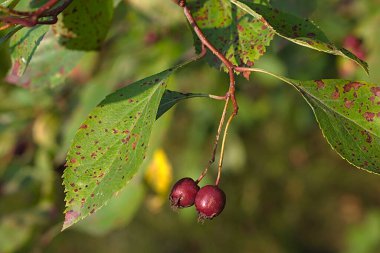 kırmızı böğürtlenler bir dalda olgunlaşır
