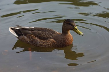 Bir göletin berrak sularında yüzen vahşi bir ördek.