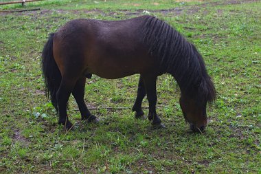 Otlakta otlayan bir midilli.