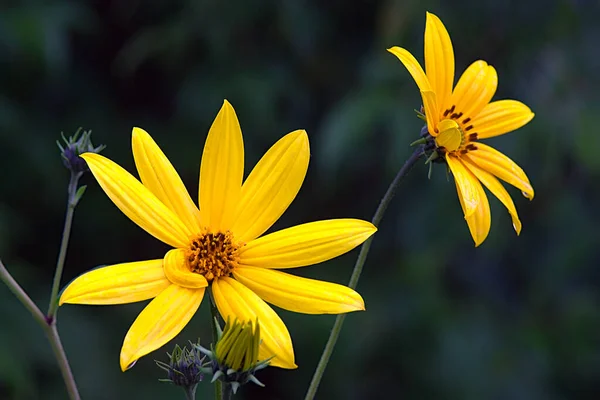 Ярко Желтые Цветы Дождливым Утром — стоковое фото