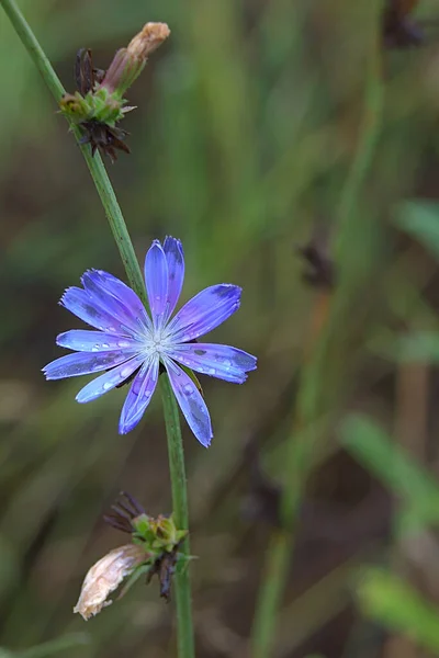 细茎上的蓝色菊花 — 图库照片