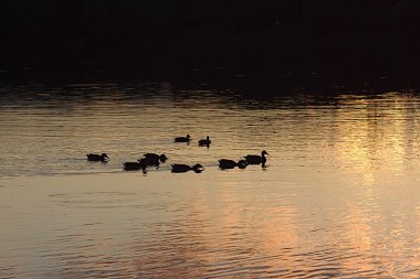 Gün batımında suda bir ördek sürüsü.