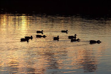 Gün batımında suda bir ördek sürüsü.