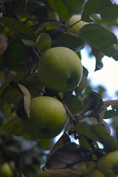 Созревание Плодов Ветвях Поздним Летом — стоковое фото