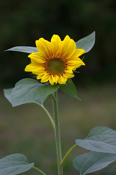 Fiore Giallo Una Mattina Estate Nuvolosa — Foto Stock