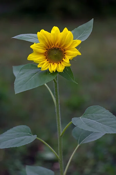 Gelbe Blume Einem Bewölkten Sommermorgen — Stockfoto