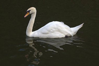 Beyaz kuğu gururla denizde yelken açar.