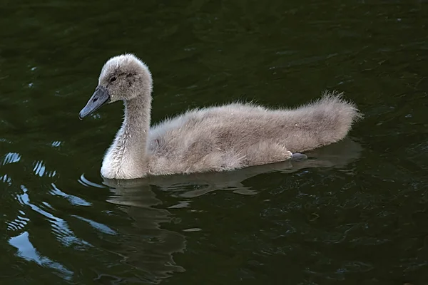 Gray Swan Chick Pond Summer — Stock Fotó