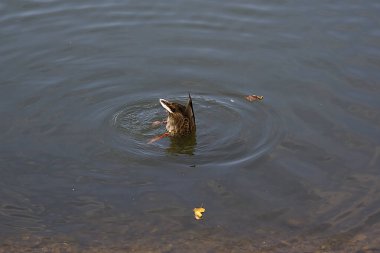 Bir ördek yiyecek aramak için suya dalıyor.