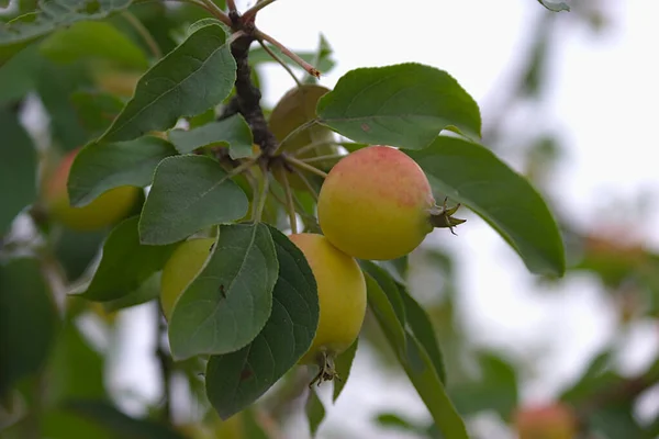 Mûrir Des Fruits Sur Une Branche Fin Été — Photo