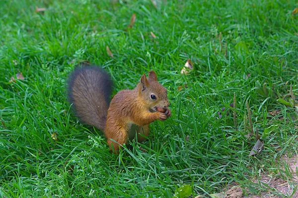 Esquilo Bebê Posando Para Câmera — Fotografia de Stock