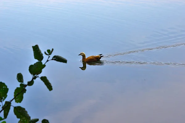 Pato Flotando Agua Dejando Rastro — Foto de Stock
