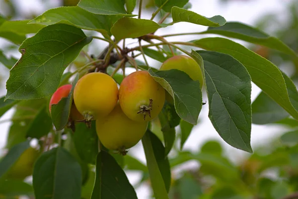 夏末在枝头上成熟的果实 — 图库照片