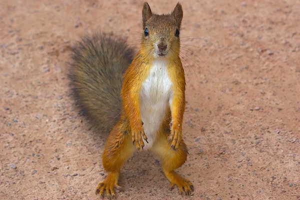 Esquilo Bebê Posando Para Câmera — Fotografia de Stock