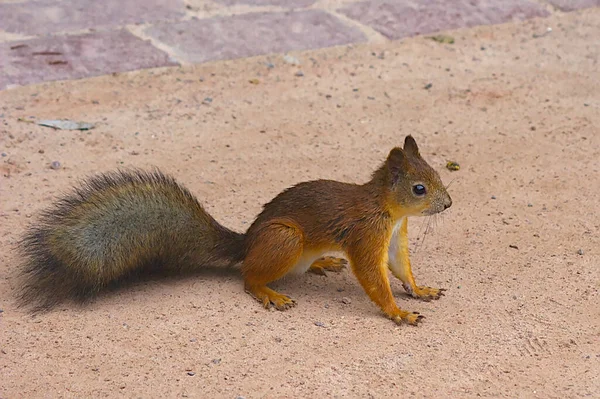 Ein Baby Eichhörnchen Posiert Für Die Kamera — Stockfoto