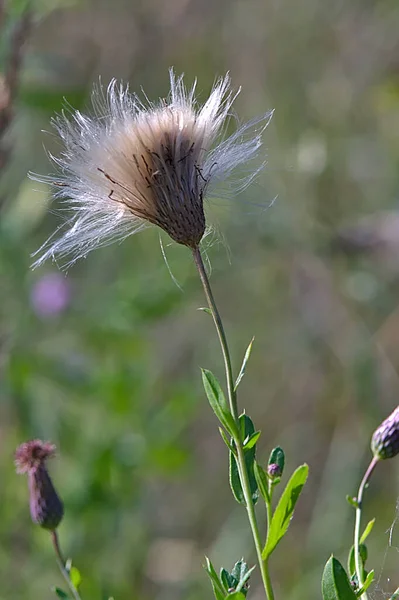 Trockene Flauschige Blütenkopf Frühen Herbst — Stockfoto