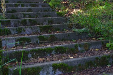 Orman parkındaki eski bir merdivenin yosunlu adımları.