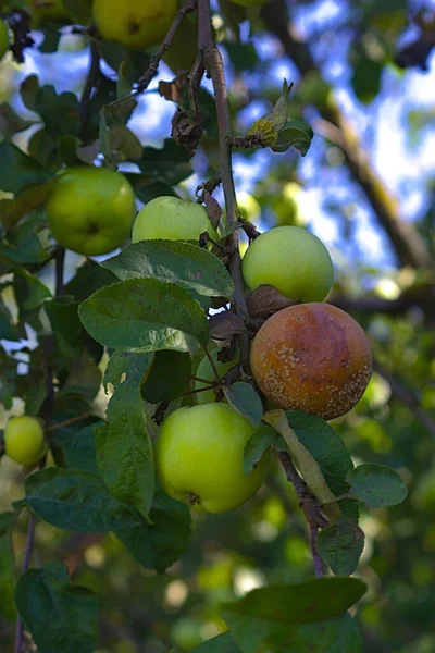 Una Rica Cosecha Fruta Las Ramas — Foto de Stock