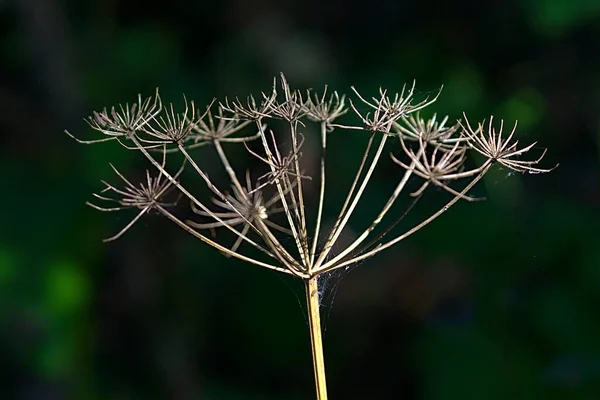 秋の芝生の上の乾いた傘の植物 — ストック写真