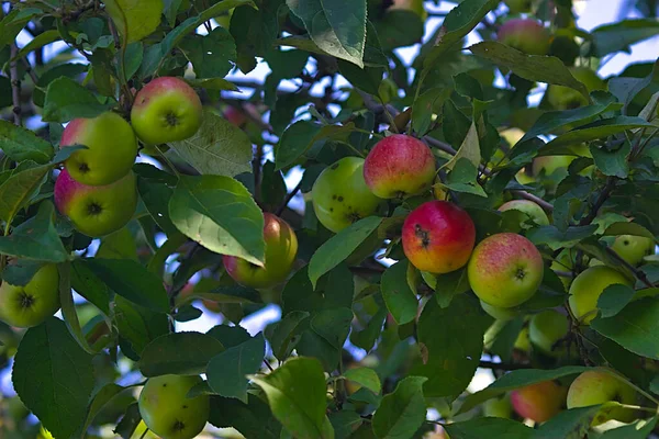 Une Riche Récolte Fruits Sur Les Branches — Photo