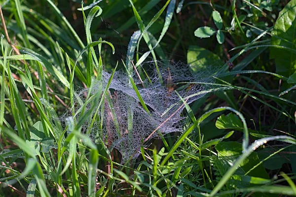 Piccole Gocce Rugiada Sul Web Tra Erba — Foto Stock