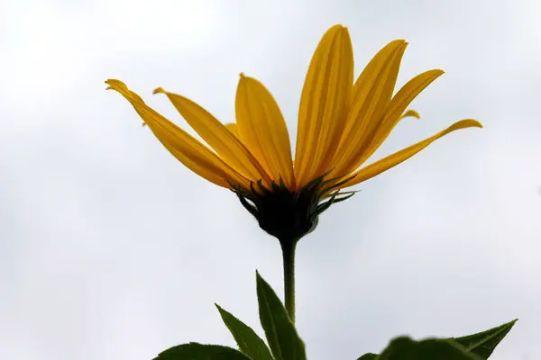 Одиночный Желтый Топинамбур Конце Лета — стоковое фото