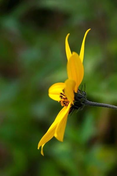 Singolo Fiore Topinambur Giallo Fine Estate — Foto Stock