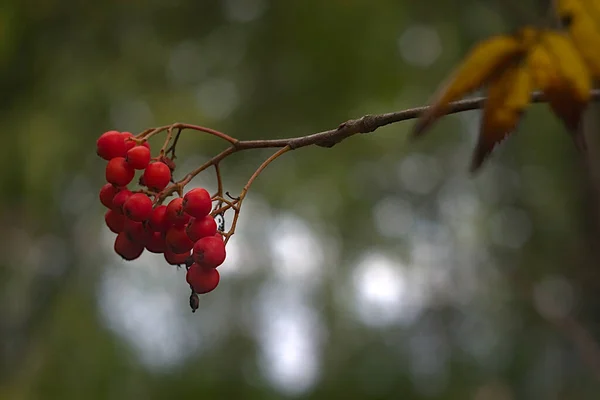 Sonbahar Ormanındaki Bir Dalda Kırmızı Bir Demet Rowanberry — Stok fotoğraf