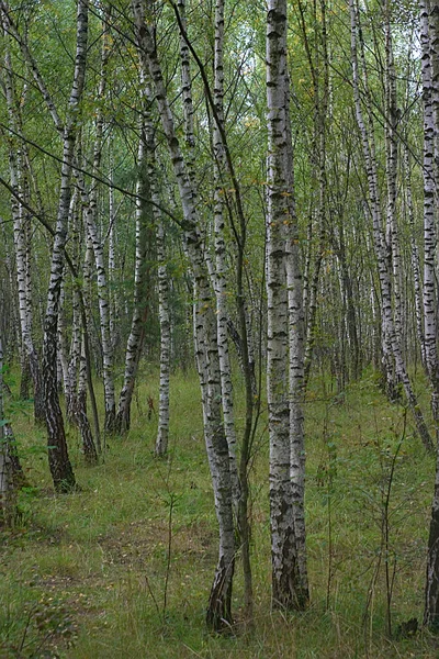 初秋の朝の白樺林 — ストック写真