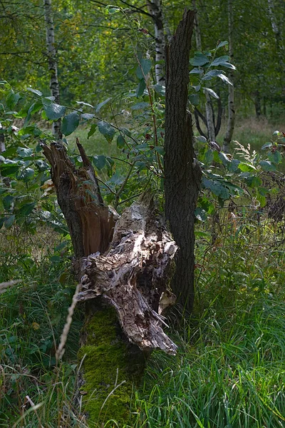 Overblijfselen Van Een Oude Gebroken Boom Het Bos — Stockfoto