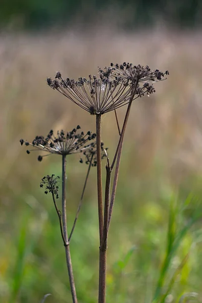 Plante Parapluie Sèche Sur Pelouse Automne — Photo