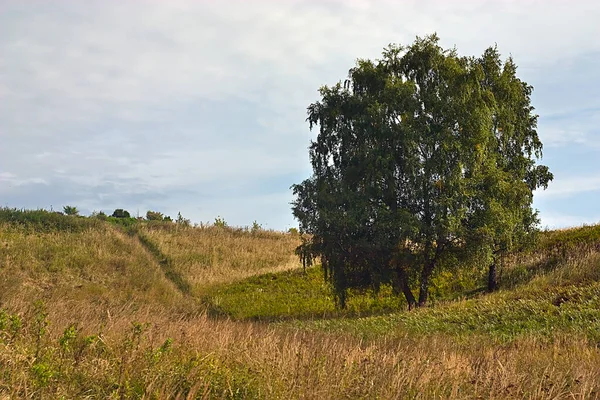 Strom Svahu Začátku Podzimu — Stock fotografie