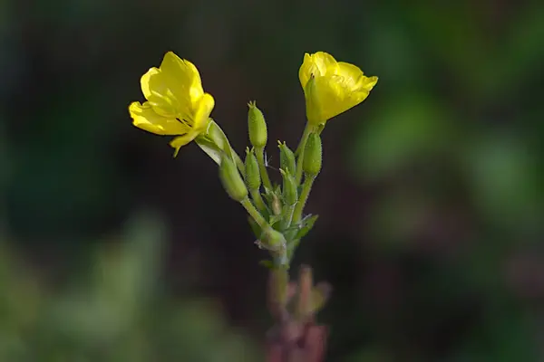 秋天草坪上的一朵双黄的花 — 图库照片