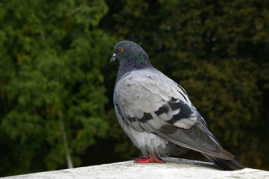 Eski parktaki köprünün taş çitinde güvercin