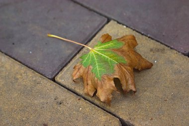 Bir akçaağaç yaprağı kaldırım taşlarının üzerine düştü.