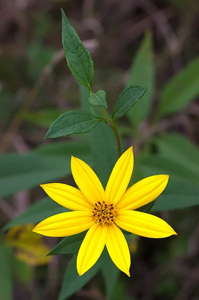 Fényes Sárga Topinambur Virág Kora Ősszel — Stock Fotó